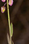 Scalloped milkwort